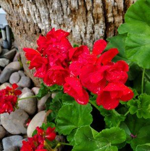 Meet your Posher, Mary anne